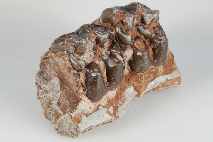 1.2" Fossil Horse (Mesohippus) Jaw Section - South Dakota